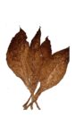 Hot Grabbz CT Fronto Leaf